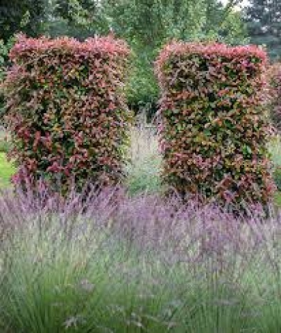 Professional Garden Designer