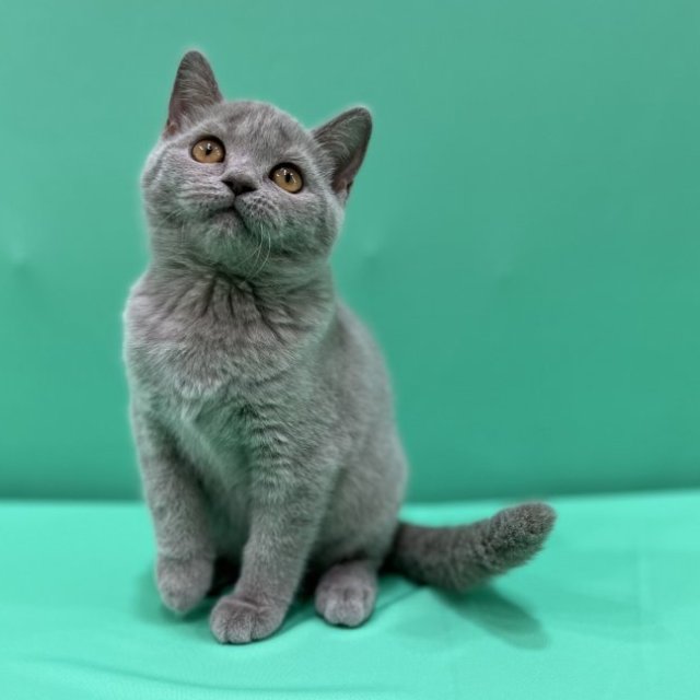 Kittens for Sale in UAE: Your Comprehensive Guide to Finding the Perfect Feline Companion