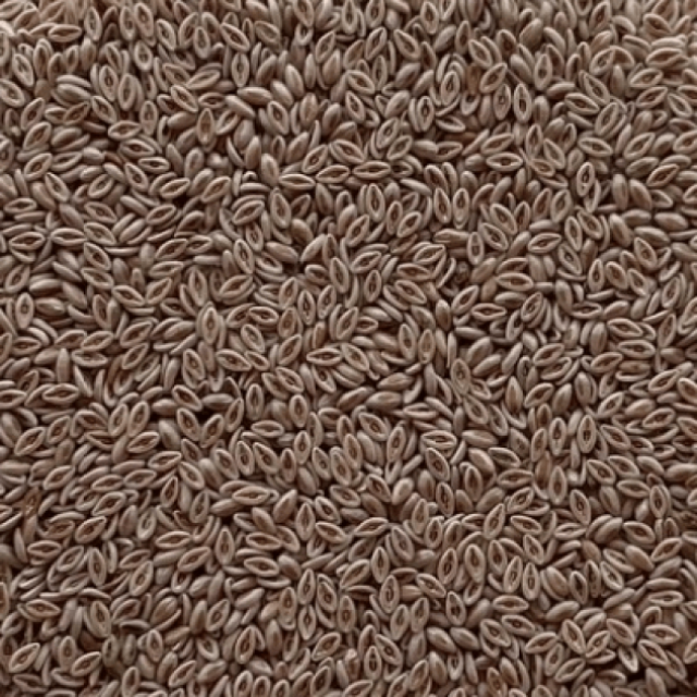 KAMAL AND SONS - Psyllium Husk Manufacturers & Suppliers in India
